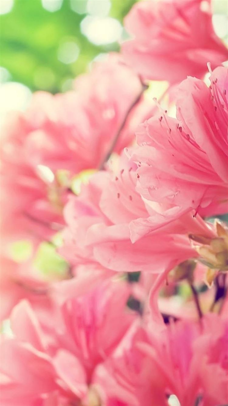 Group Of Flower Iphone 6 Plus Wallpaper