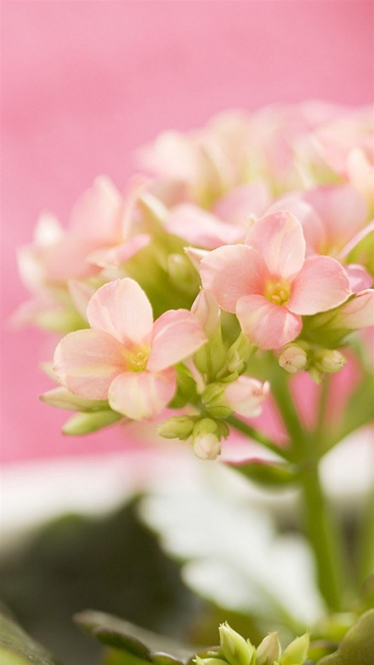 Beautiful Pink Flowers Wallpapers For Iphone Flowers Healthy