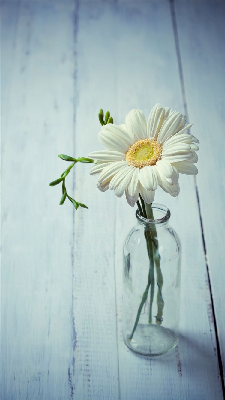 Aesthetic Beauty Daisy Vase iPhone 8 Wallpaper Download ...