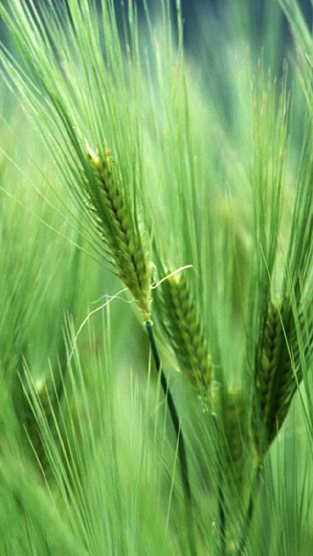 Fresh Green Wheat iPhone se Wallpaper Download | iPhone ...
