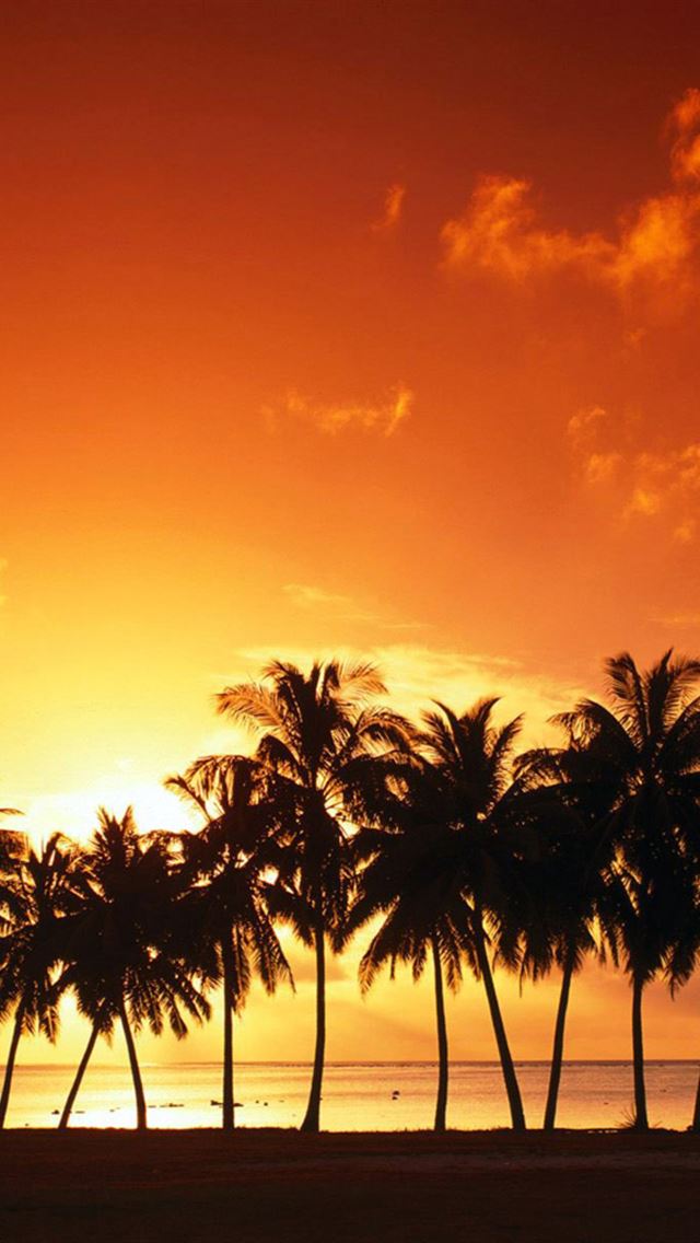 Palm-Trees-iphone-wallpaper-ilikewallpaper_com.jpg