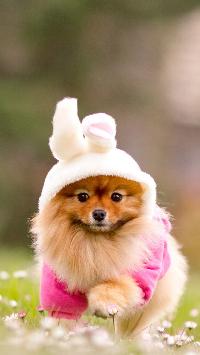 cute doggy iphone 5s wallpaper