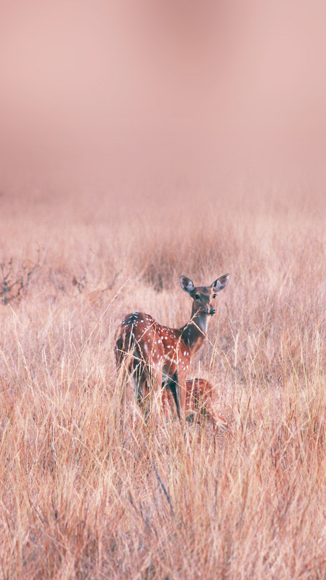 tadoba spotted deer on the farm iphone 5s wallpaper