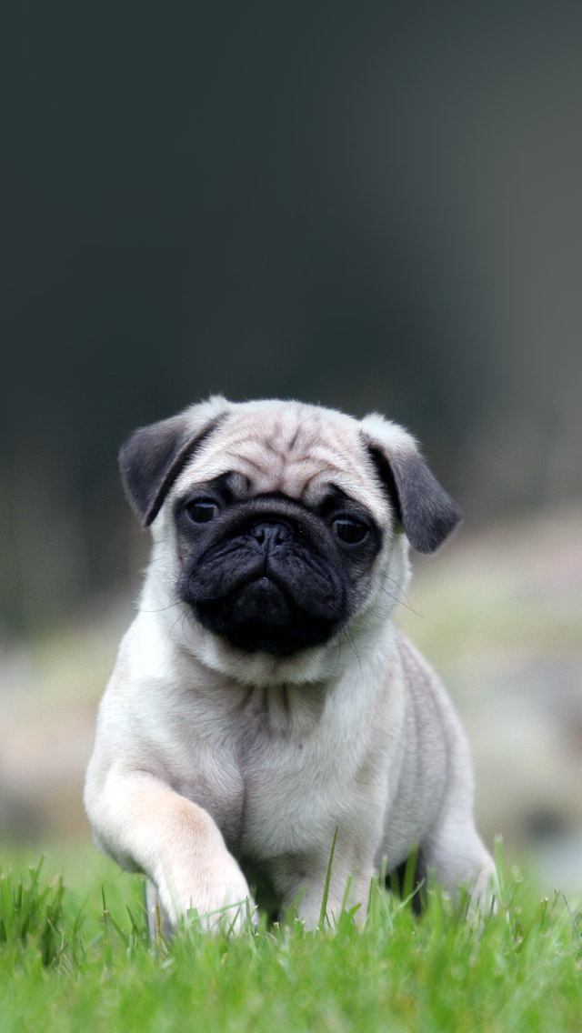 Cute Dog Backgrounds For Ipad