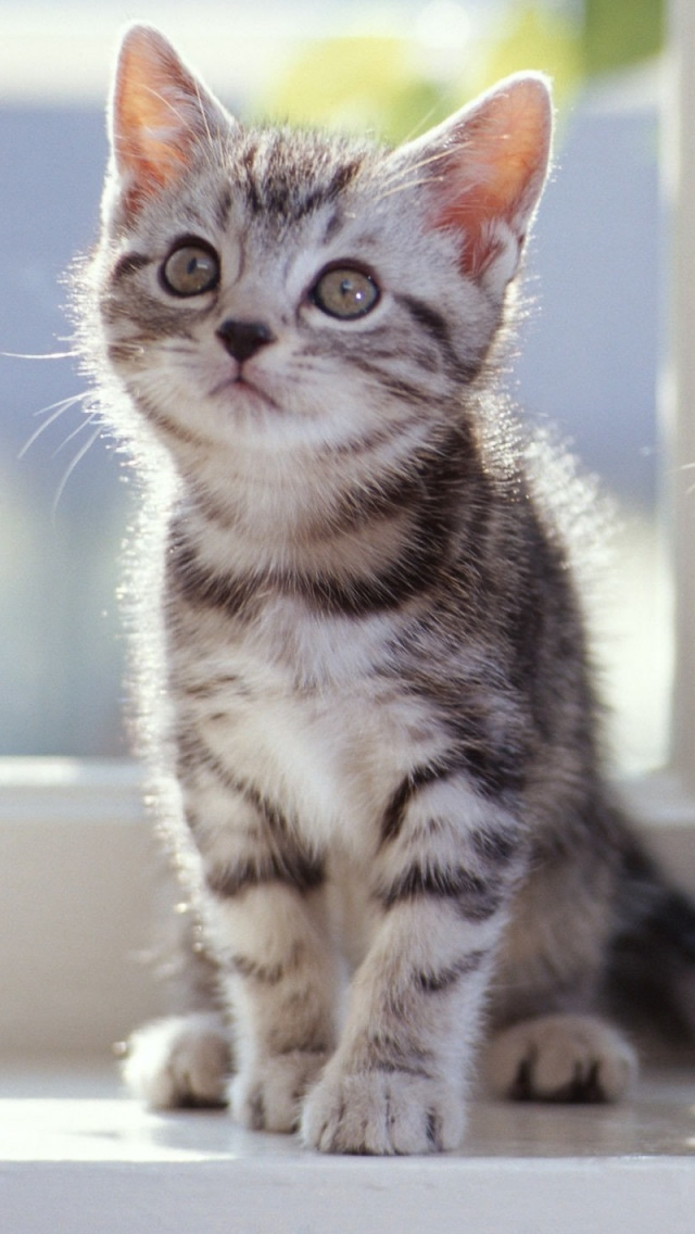 可愛い 猫 壁紙 可愛い 猫 壁紙 猫 かわいい あなたのための最高の壁紙画像