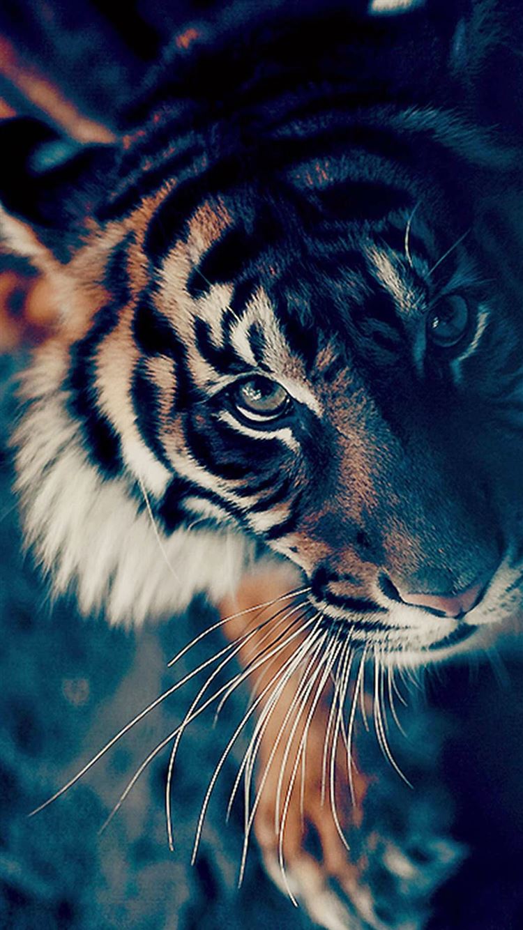 http://www.ilikewallpaper.net/iphone-6-wallpapers/download/26574/Bengal-Tiger-Face-Closeup-iPhone-6-plus-wallpaper-ilikewallpaper_com.jpg
